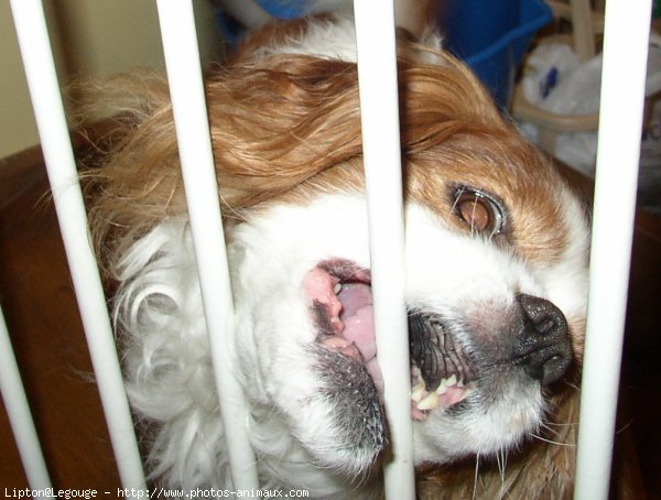 Photo de Cavalier king charles spaniel