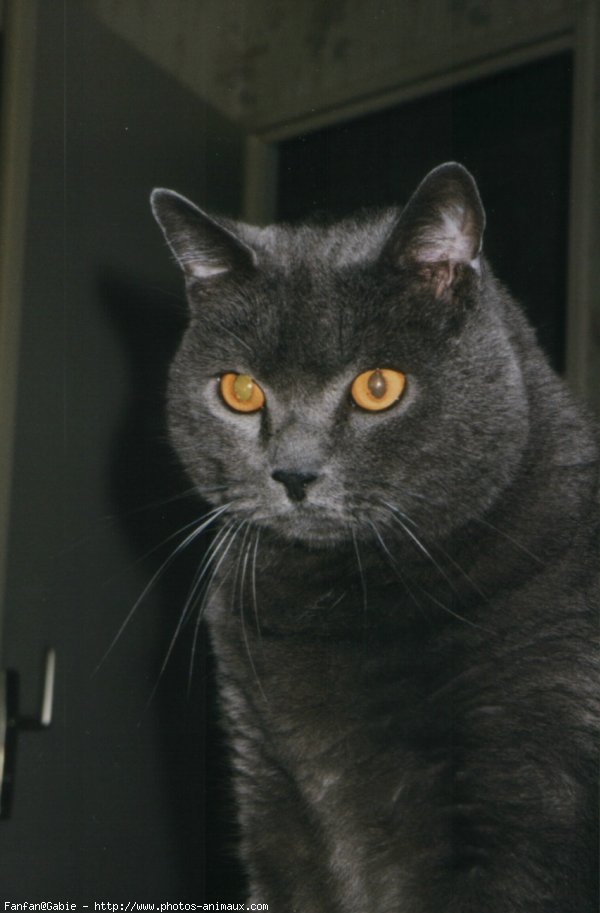 Photo de Chartreux