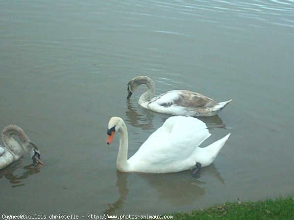 Photo de Cygne