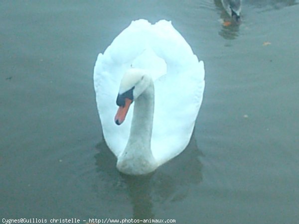 Photo de Cygne