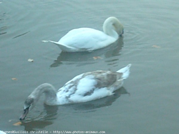 Photo de Cygne