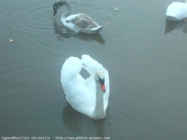 Photo de Cygne