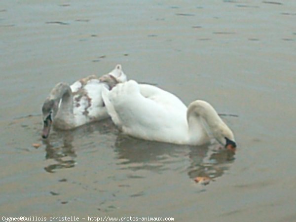 Photo de Cygne