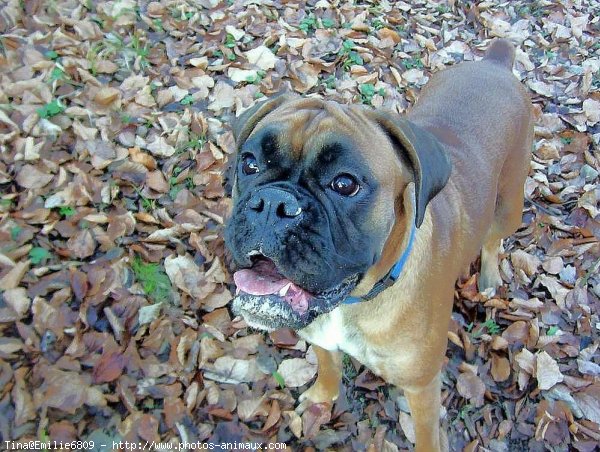 Photo de Boxer