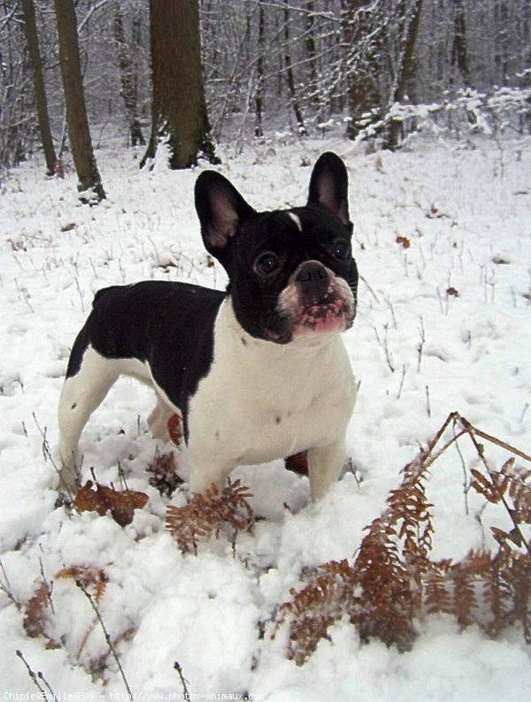 Photo de Bouledogue franais