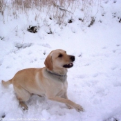 Photo de Labrador retriever