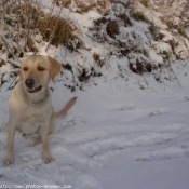 Photo de Labrador retriever