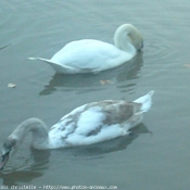 Photo de Cygne