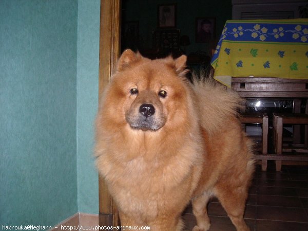 Photo de Chow chow