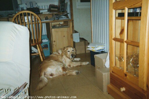 Photo de Golden retriever