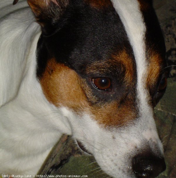 Photo de Jack russell terrier