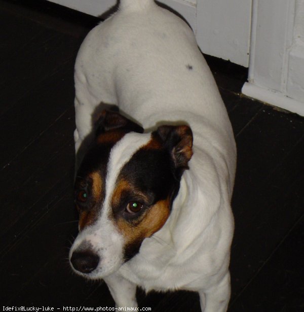 Photo de Jack russell terrier