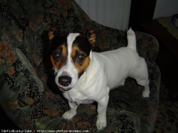 Photo de Jack russell terrier