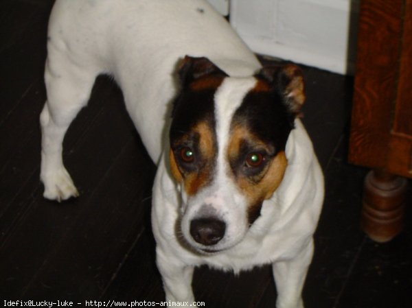 Photo de Jack russell terrier