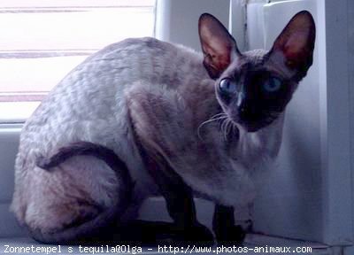 Photo de Cornish rex