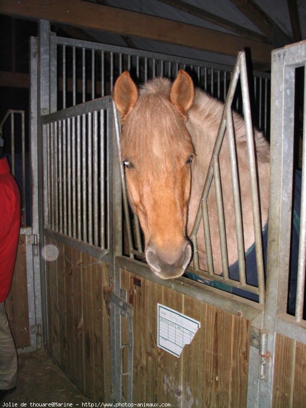 Photo de Poney franais de selle