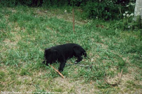 Photo de Labrador retriever