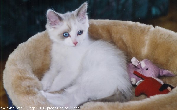 Photo de Ragdoll