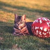 Photo de Chat domestique