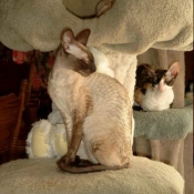 Photo de Cornish rex