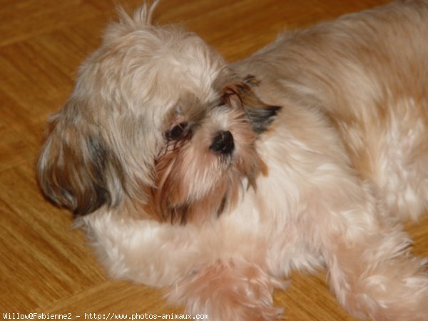 Photo de Shih tzu