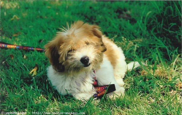 Photo de Coton de tulear