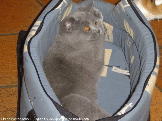 Photo de Chartreux