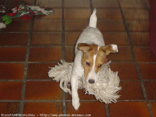 Photo de Jack russell terrier