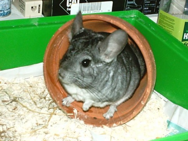 Photo de Chinchilla