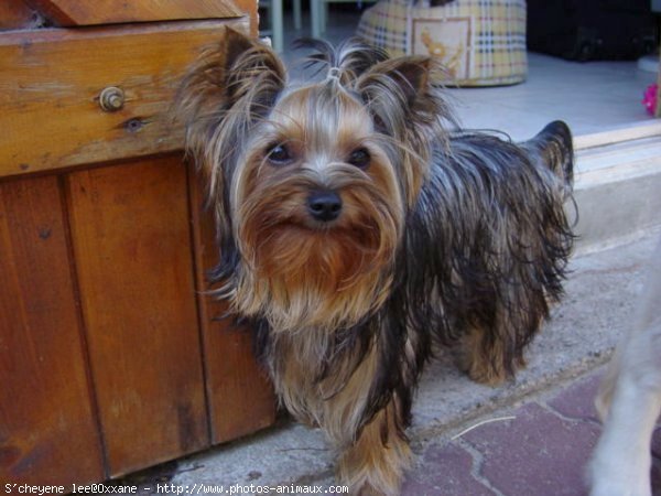 Photo de Yorkshire terrier