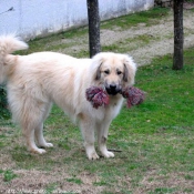 Photo de Chien de berger yougoslave de charplanina