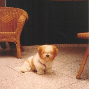 Photo de Coton de tulear