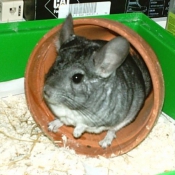 Photo de Chinchilla