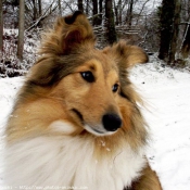 Photo de Chien de berger des shetland