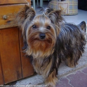 Photo de Yorkshire terrier