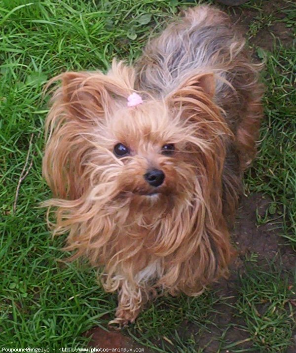 Photo de Yorkshire terrier