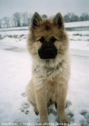 Photo d'Eurasier