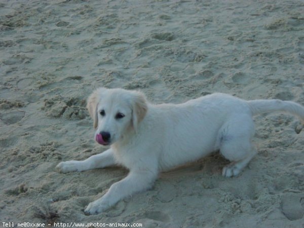 Photo de Golden retriever