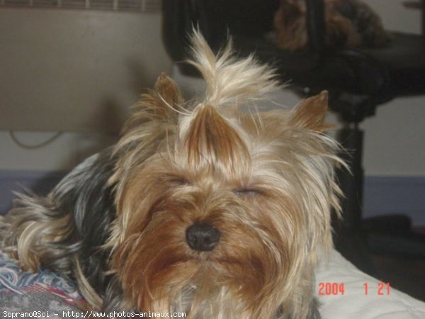 Photo de Yorkshire terrier