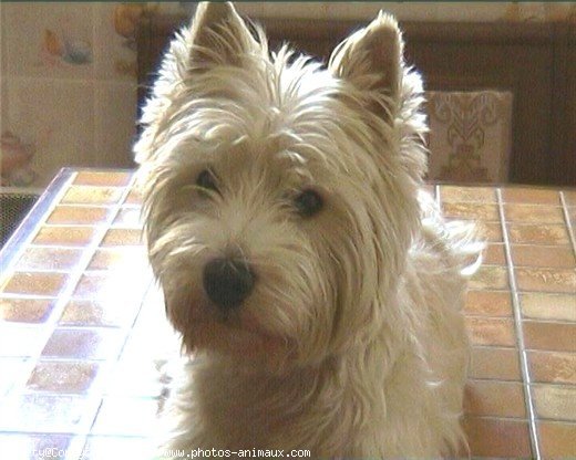 Photo de West highland white terrier