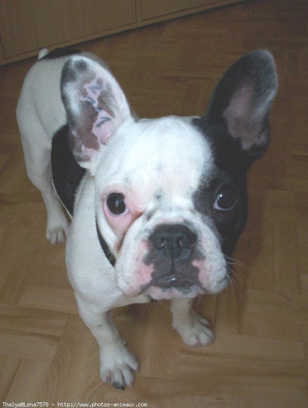 Photo de Bouledogue franais