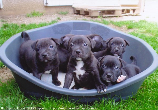 Photo de Staffordshire bull terrier