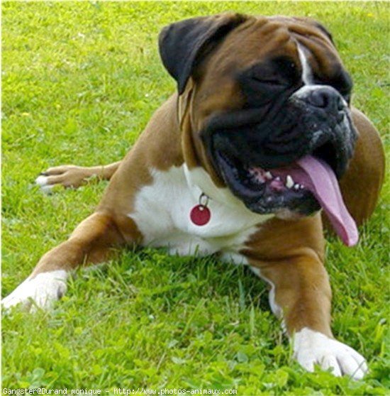 Photo de Boxer