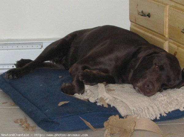 Photo de Labrador retriever