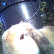 Photo de Lapin