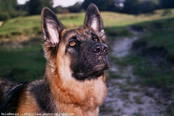 Photo de Berger allemand  poil court