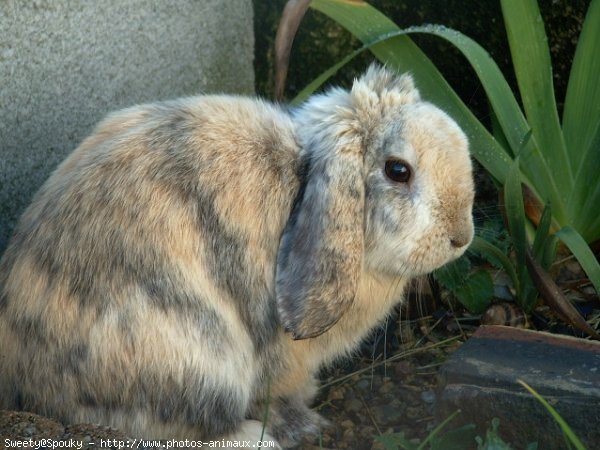 Photo de Lapin