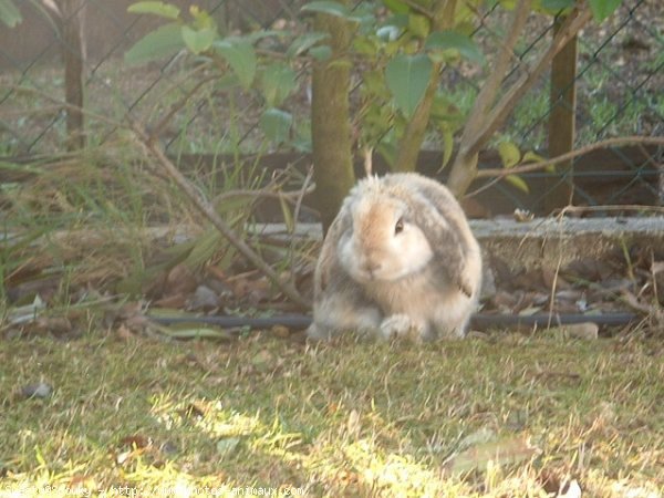 Photo de Lapin