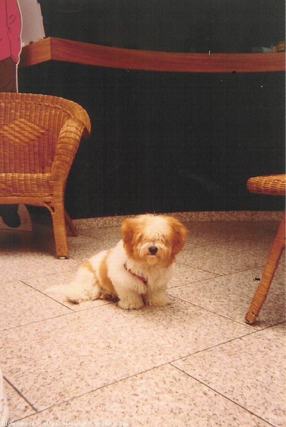 Photo de Coton de tulear