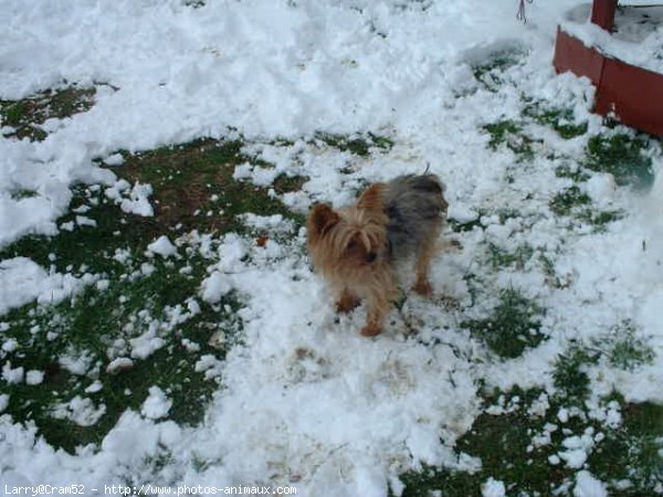 Photo de Yorkshire terrier